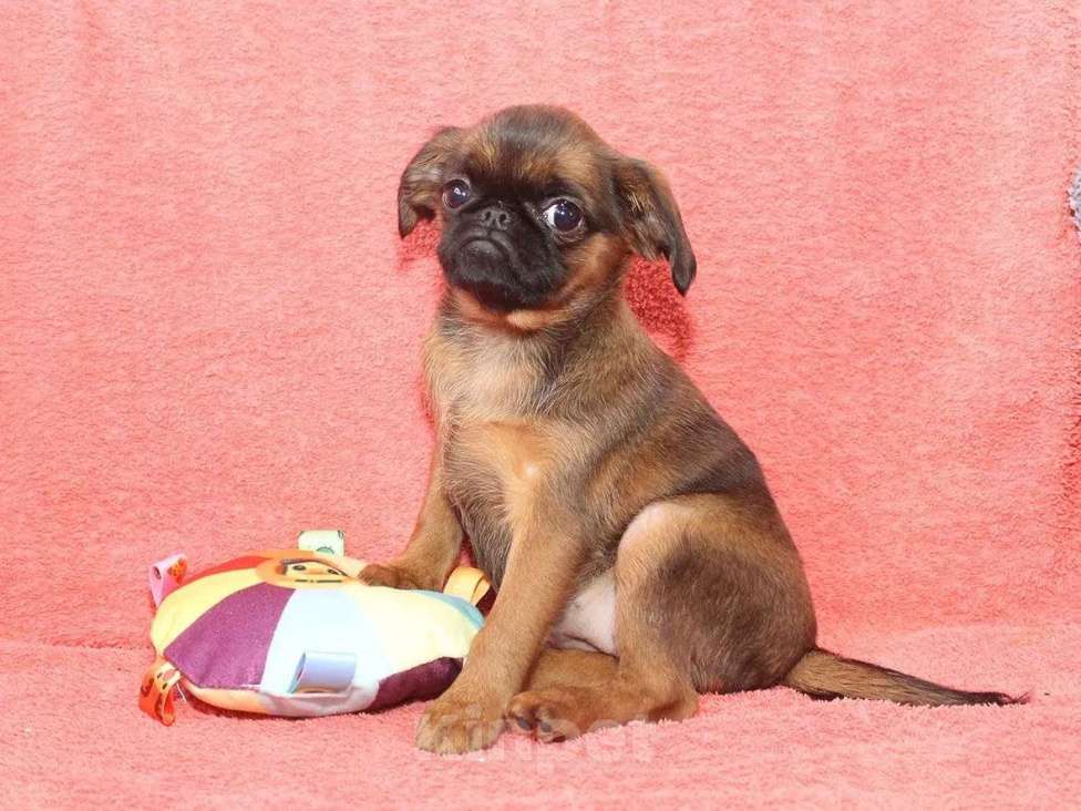 Собаки в Санкт-Петербурге: Улыбка Девочка, 80 000 руб. - фото 8