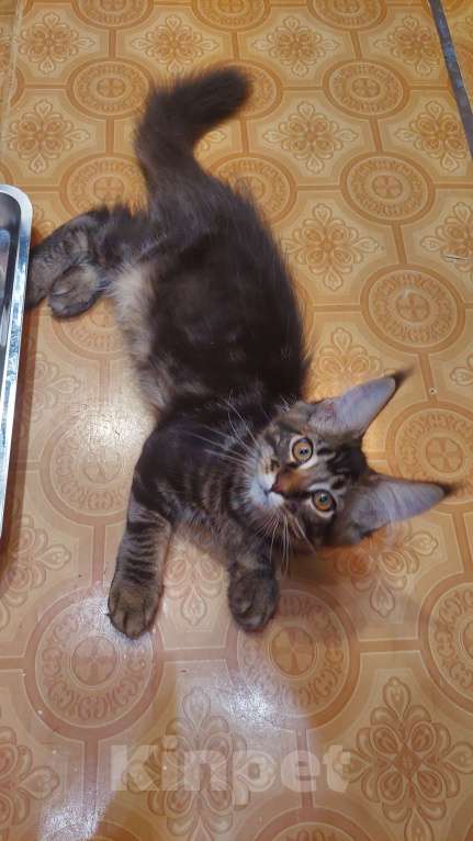Кошки в Озерске: Серебряная красотка Мальчик, 45 000 руб. - фото 2