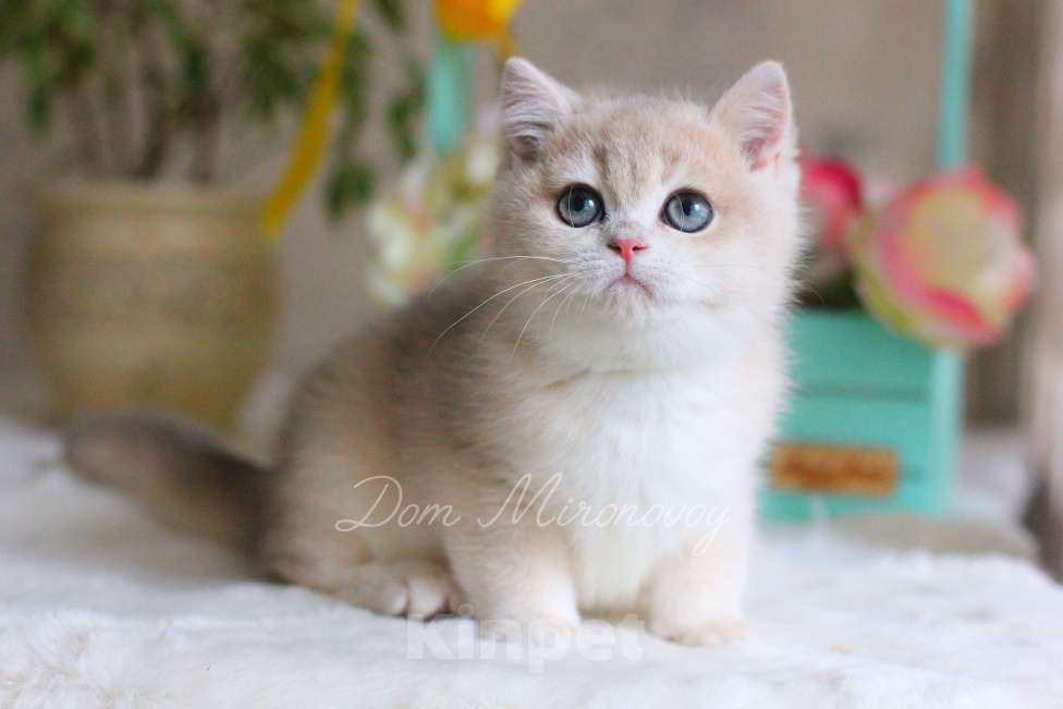 Кошки в Москве: Голубая золотая шиншилла Вилли Мальчик, 70 000 руб. - фото 2