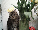 Кошки в Красноярске: Кошка Девочка, Бесплатно - фото 2
