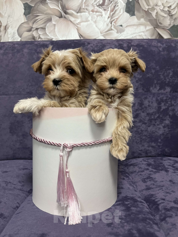 Собаки в Москве: Мальтипу f1 микро малыши Мальчик, 150 000 руб. - фото 3