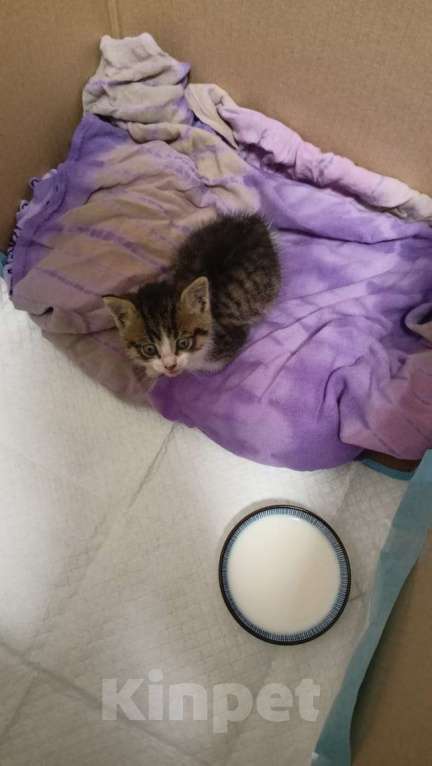 Кошки в Воронеже: Отдам в добрые руки крошку котёнка!  Девочка, 10 руб. - фото 3