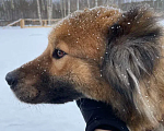 Собаки в Москве: Тина Девочка, Бесплатно - фото 2
