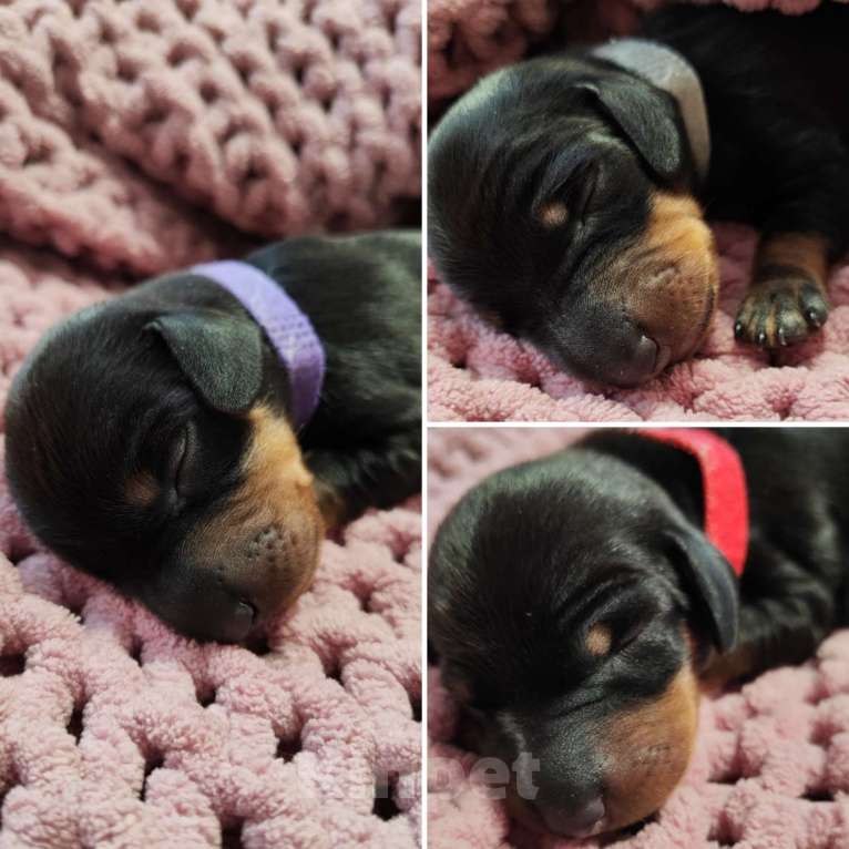 Собаки в Твери: Щенки таксы стандарт Мальчик, 50 000 руб. - фото 1