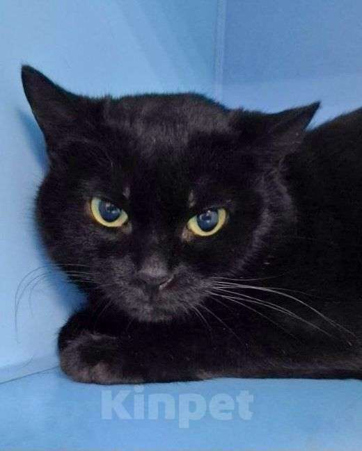 Кошки в Москве: Черничка ищет дом Девочка, Бесплатно - фото 1