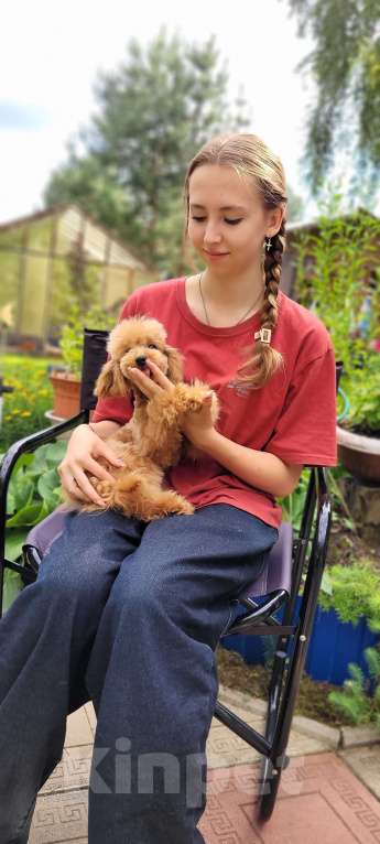 Собаки в Москве: Парень 6мес той Мальчик, 55 000 руб. - фото 2