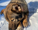 Собаки в Санкт-Петербурге: Уникальная собака ищет дом Мальчик, Бесплатно - фото 2