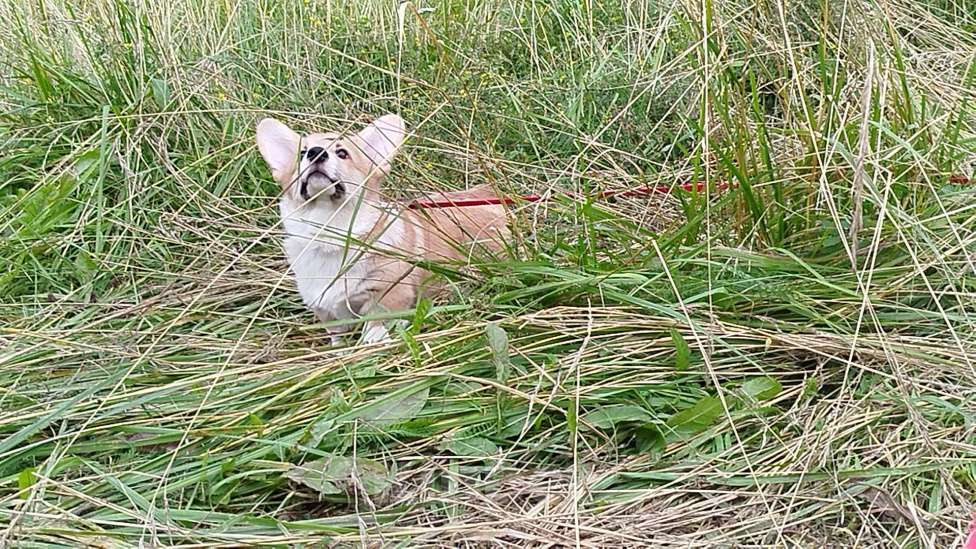 Собаки в других городах Тверской области: Щëголь из Дома Левшовой Мальчик, Бесплатно - фото 4