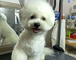 Собаки в Москве: Щенки бишон фризе Мальчик, 100 000 руб. - фото 6