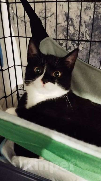 Кошки в Санкт-Петербурге: 🌟ФРИДА ИЩЕТ ДОМ  Девочка, Бесплатно - фото 2