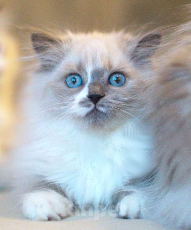 Кошки в Санкт-Петербурге: невский маскарадный котенок Девочка, Бесплатно - фото 6