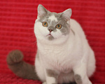 Кошки в Магнитогорске: Ollana Marshmallow  Девочка, Бесплатно - фото 2