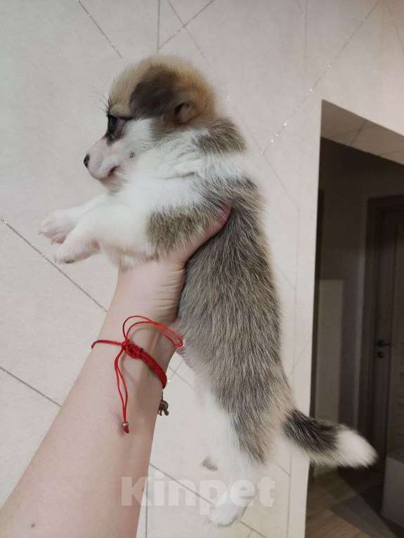 Собаки в Волгограде: Мальчик вельш корги Пемброк, с хвостиком, 1 месяц Мальчик, 40 000 руб. - фото 2