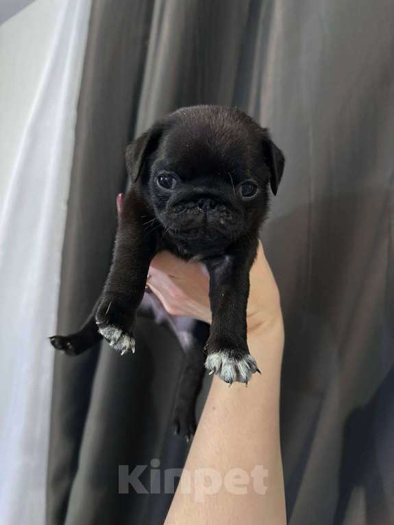 Собаки в Екатеринбурге: Мопс мальчик черный Мальчик, 50 000 руб. - фото 1
