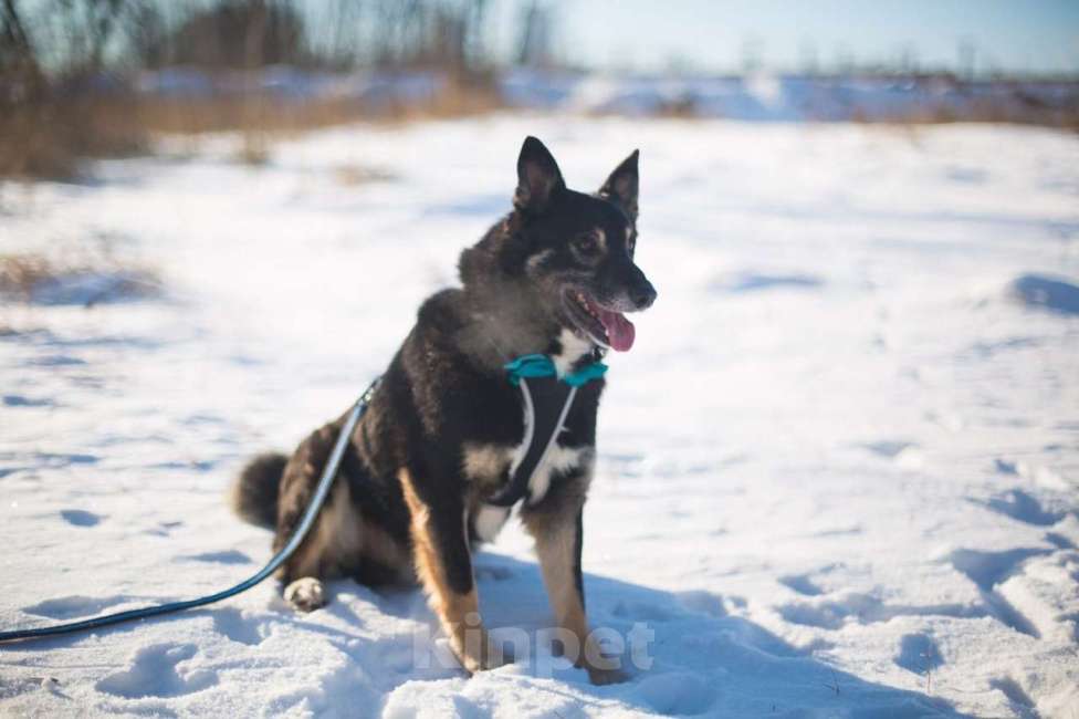 Собаки в Москве: Фиксик Мальчик, Бесплатно - фото 3