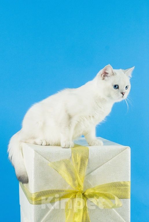 Кошки в Миассе: Котик в брид Мальчик, 50 000 руб. - фото 6