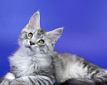 Кошки в Москве: Котенок Мейн Кун Мальчик, 1 000 руб. - фото 5