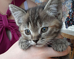 Кошки в Белгороде: Отдам котёнка в добрые руки  Мальчик, Бесплатно - фото 1