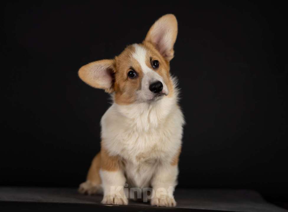 Собаки в Пензе: Юмми Девочка, Бесплатно - фото 3