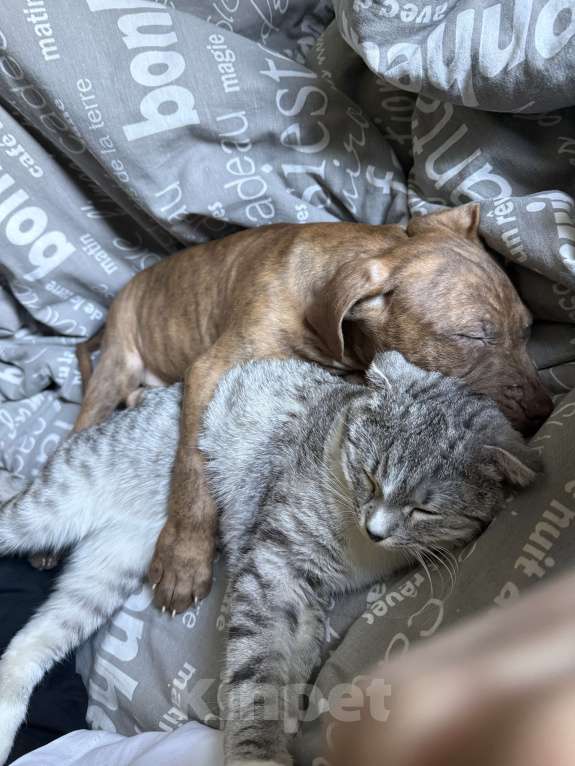 Собаки в Рязани: Щенок питбуля Мальчик, 20 000 руб. - фото 2