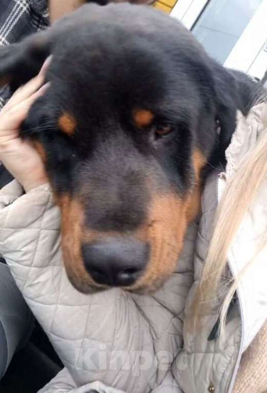 Собаки в других городах Московской области: Рагнар,добрый подросток Мальчик, Бесплатно - фото 2