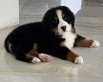 Собаки в других городах Саратовской области: Продажа щенков Бернского Зенненхунда Мальчик, Бесплатно - фото 1