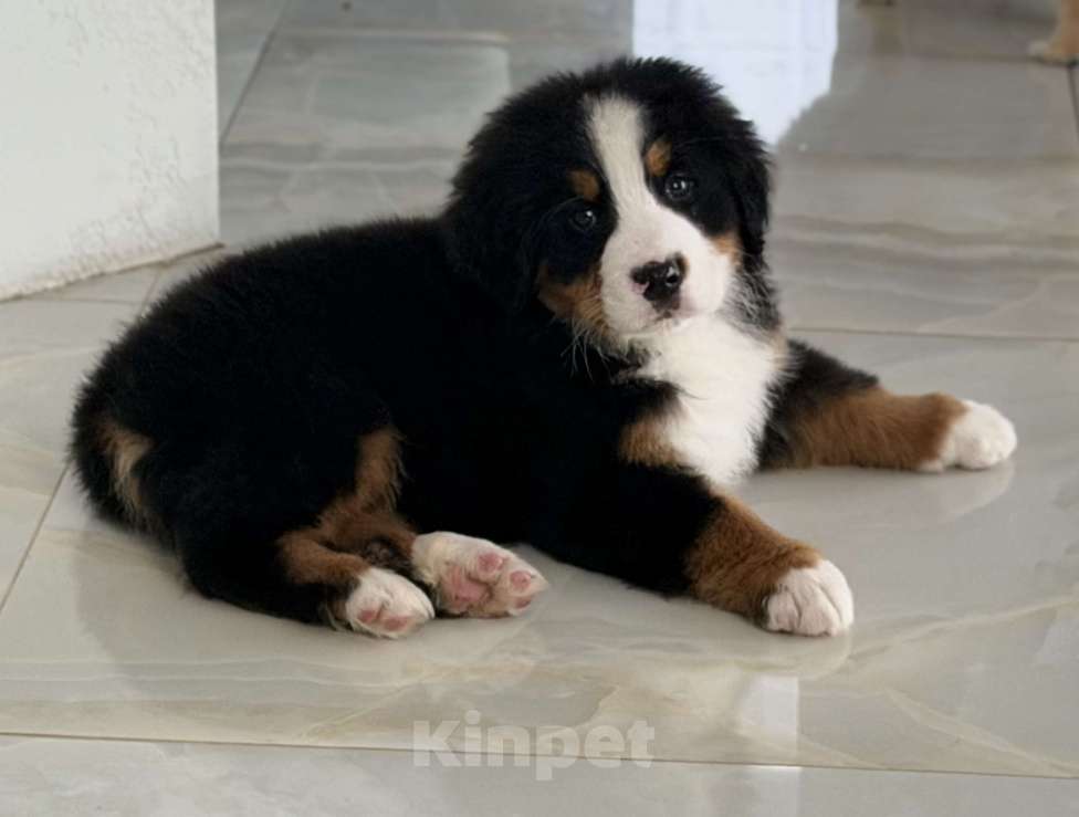 Собаки в других городах Саратовской области: Продажа щенков Бернского Зенненхунда Мальчик, Бесплатно - фото 1