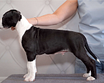 Собаки в Москве: Щенок амстаффа Мальчик, 90 000 руб. - фото 4