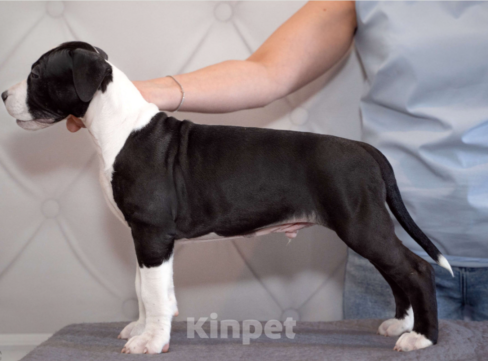 Собаки в Москве: Щенок амстаффа Мальчик, 90 000 руб. - фото 4