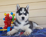 Собаки в Коряжме: Хаски Щенки Разных окрасов Разнополые, Бесплатно - фото 1