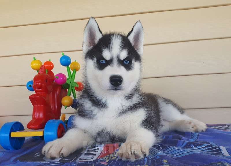 Собаки в Коряжме: Хаски Щенки Разных окрасов Разнополые, Бесплатно - фото 1