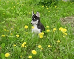 Собаки в Раменском: Щенки хаски Мальчик, 25 000 руб. - фото 9