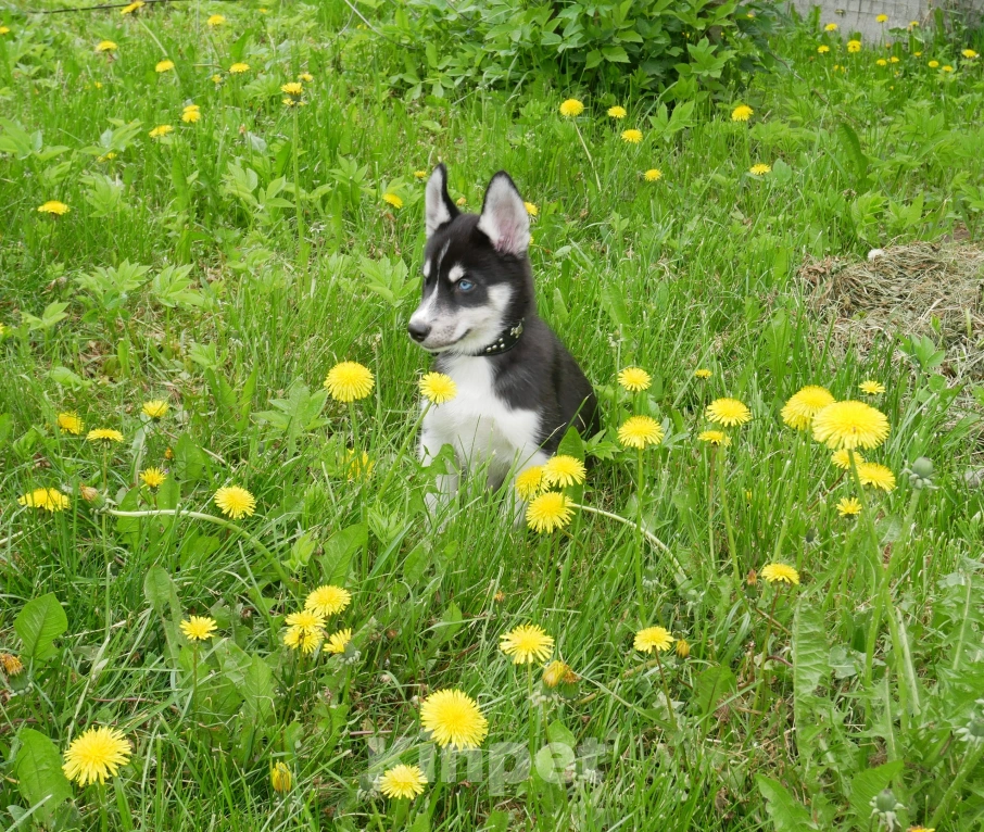 Собаки в Раменском: Щенки хаски Мальчик, 25 000 руб. - фото 9