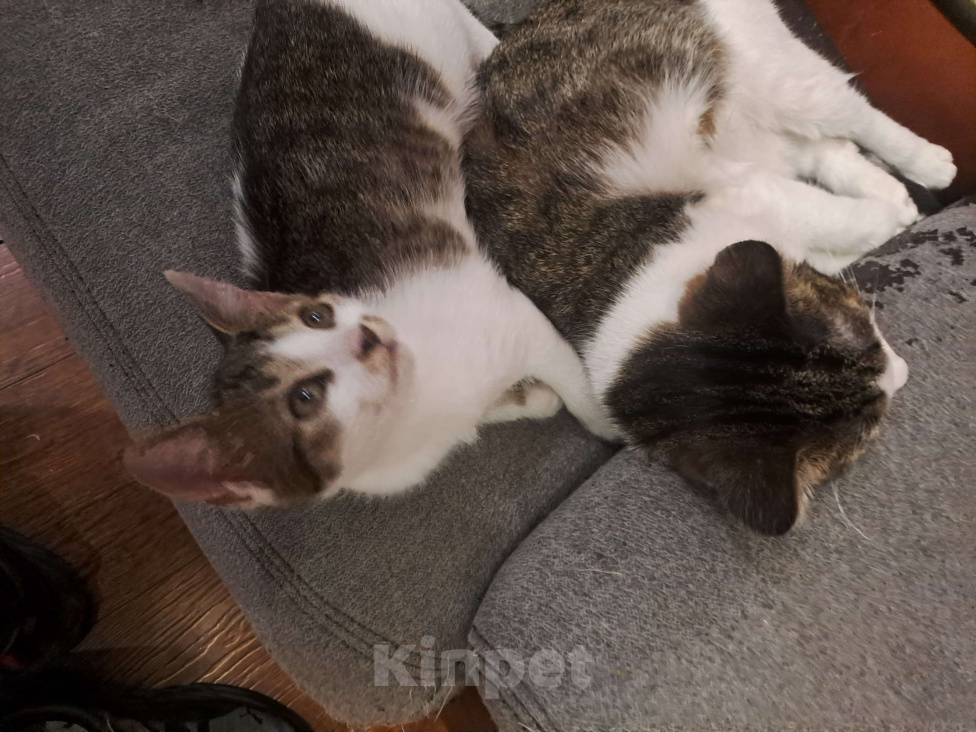 Кошки в Москве: Котенок " Муха" Мальчик, Бесплатно - фото 6