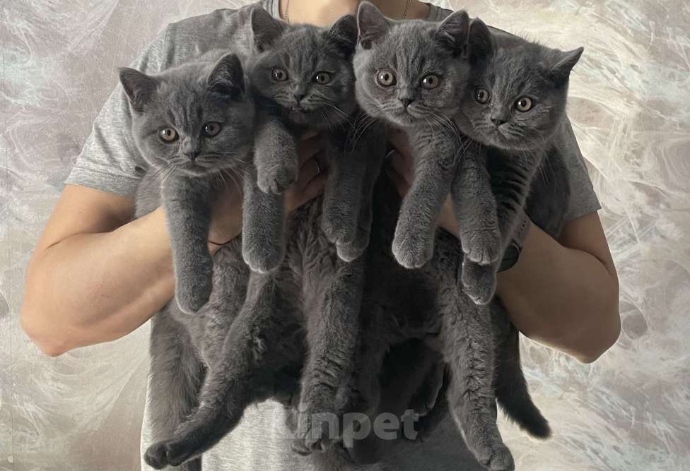 Кошки в Санкт-Петербурге: Продаются британские котята в разведение и как домашний любимец Разнополые, Бесплатно - фото 6