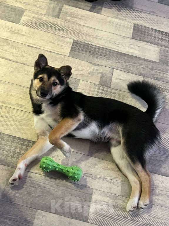 Собаки в Иркутске: Отдам в добрые руки Мальчик, Бесплатно - фото 2