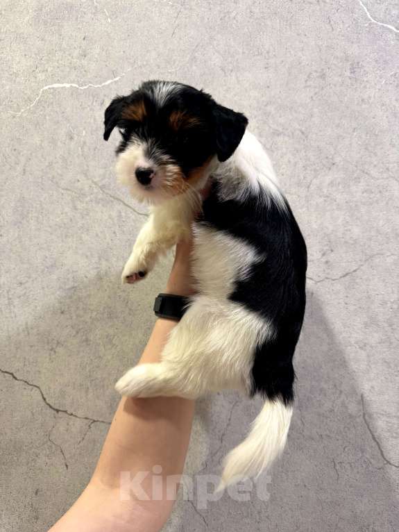 Собаки в Омске: Бивер-йоркширский терьер, щенок девочка Девочка, 60 000 руб. - фото 6