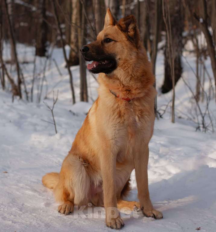 Собаки в Москве: Талеб Мальчик, Бесплатно - фото 2