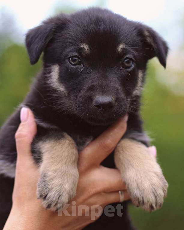 Собаки в Москве: Щенки - девочки ищут дом! Девочка, Бесплатно - фото 9