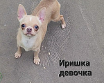 Собаки в Москве: Девочка Чихуахуа лиловая Девочка, Бесплатно - фото 3