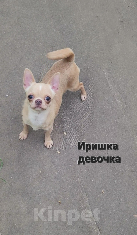 Собаки в Москве: Девочка Чихуахуа лиловая Девочка, Бесплатно - фото 3