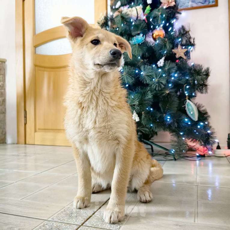 Собаки в Санкт-Петербурге: Щенок девочка в добрые руки! Девочка, Бесплатно - фото 8