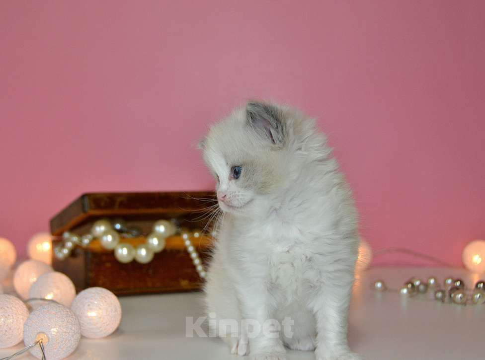 Кошки в других городах Московской области: Котята рэгдолл для детей Мальчик, 70 000 руб. - фото 4