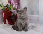 Кошки в Мурином: Британский котик голубого окраса (генетически тиккирован) Мальчик, 30 000 руб. - фото 4