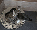 Кошки в Санкт-Петербурге: Кошечка и два ее котенка ищут дом или передержку Девочка, Бесплатно - фото 2