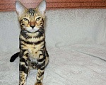 Кошки в Александровске-Сахалинском: Бенгальские котята, 10 000 руб. - фото 7