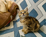 Кошки в Лосином-Петровском: Шотландские котята .  Мальчик, 17 000 руб. - фото 2