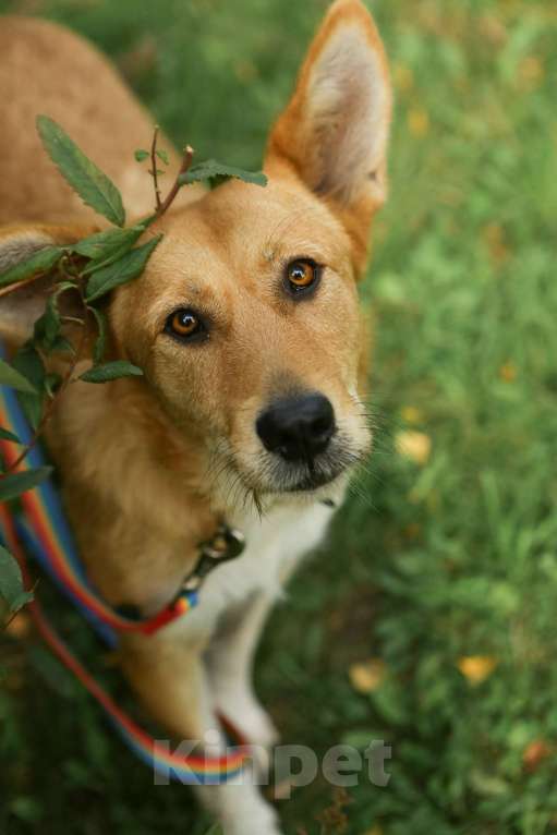 Собаки в Санкт-Петербурге: Ищем дом замечательным и неповторимым ушам Девочка, Бесплатно - фото 6