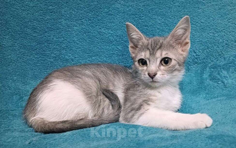 Кошки в Москве: Девочка в добрые руки Девочка, Бесплатно - фото 5