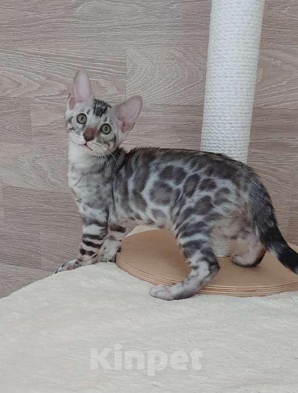 Кошки в Москве: Бенгальские котята  Мальчик, 55 000 руб. - фото 10